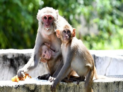 Monkey service provider in JHAJJAR